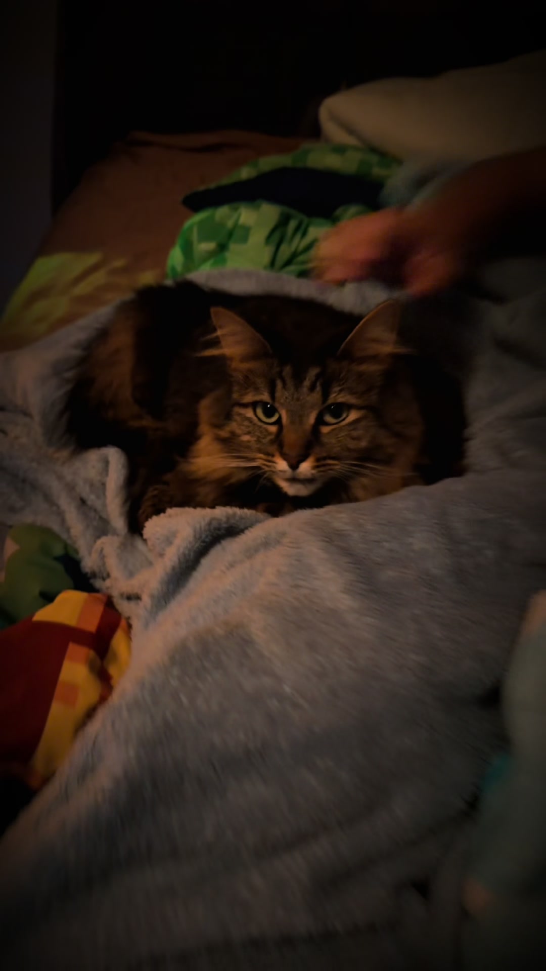 @RoxySnowballCatDrama