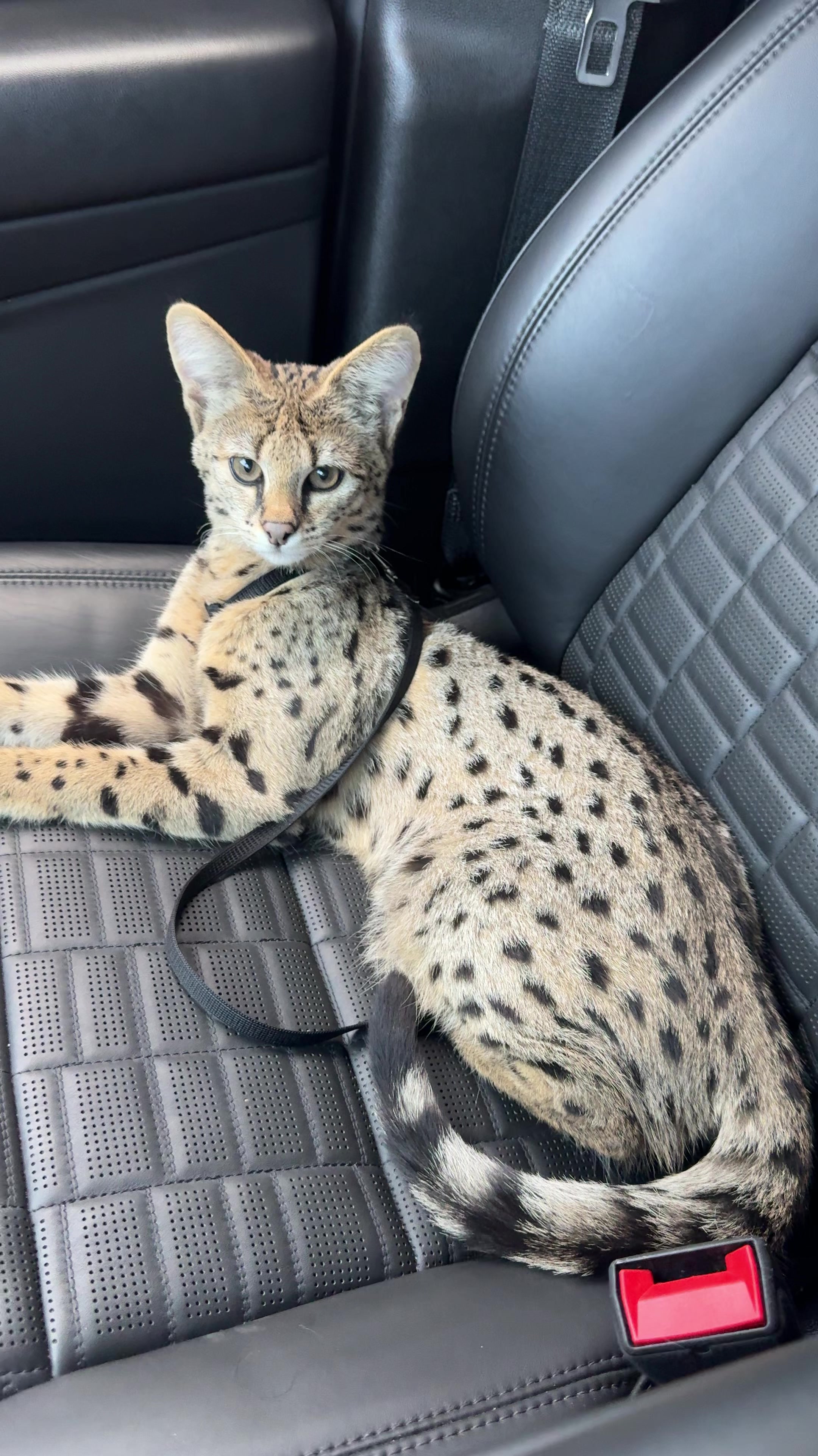 @Bengal Cats
