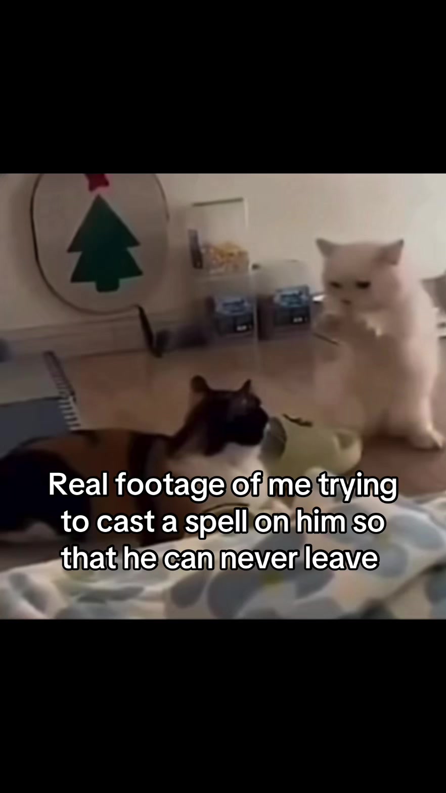 @LavanderCat