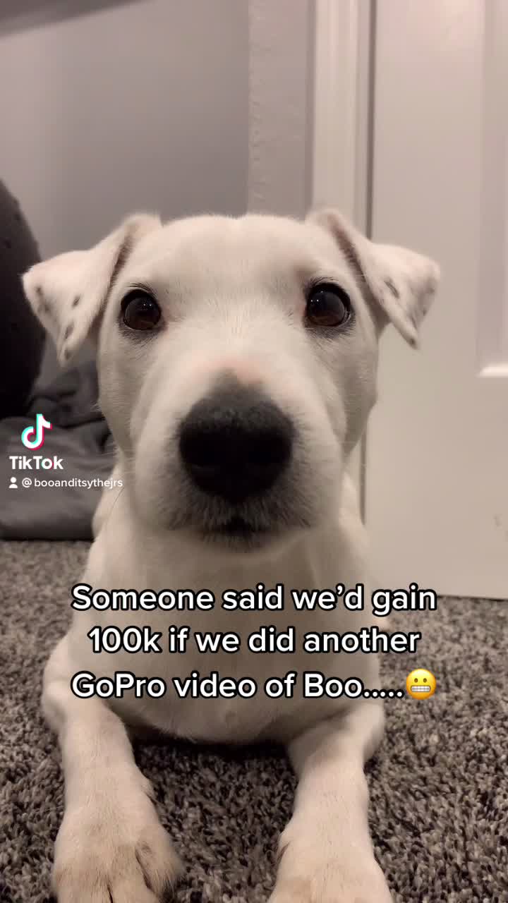 @A dog and his owner