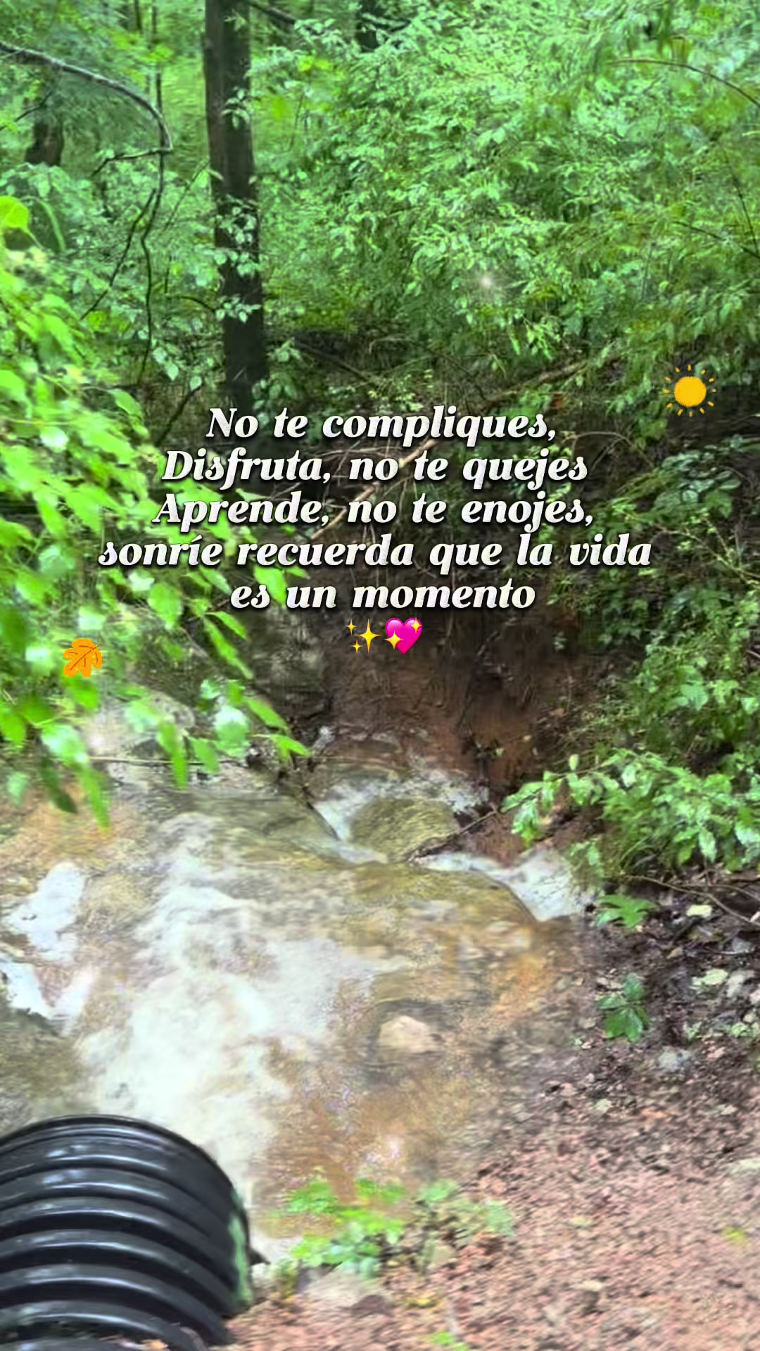 @🌺juanys🌺🍁