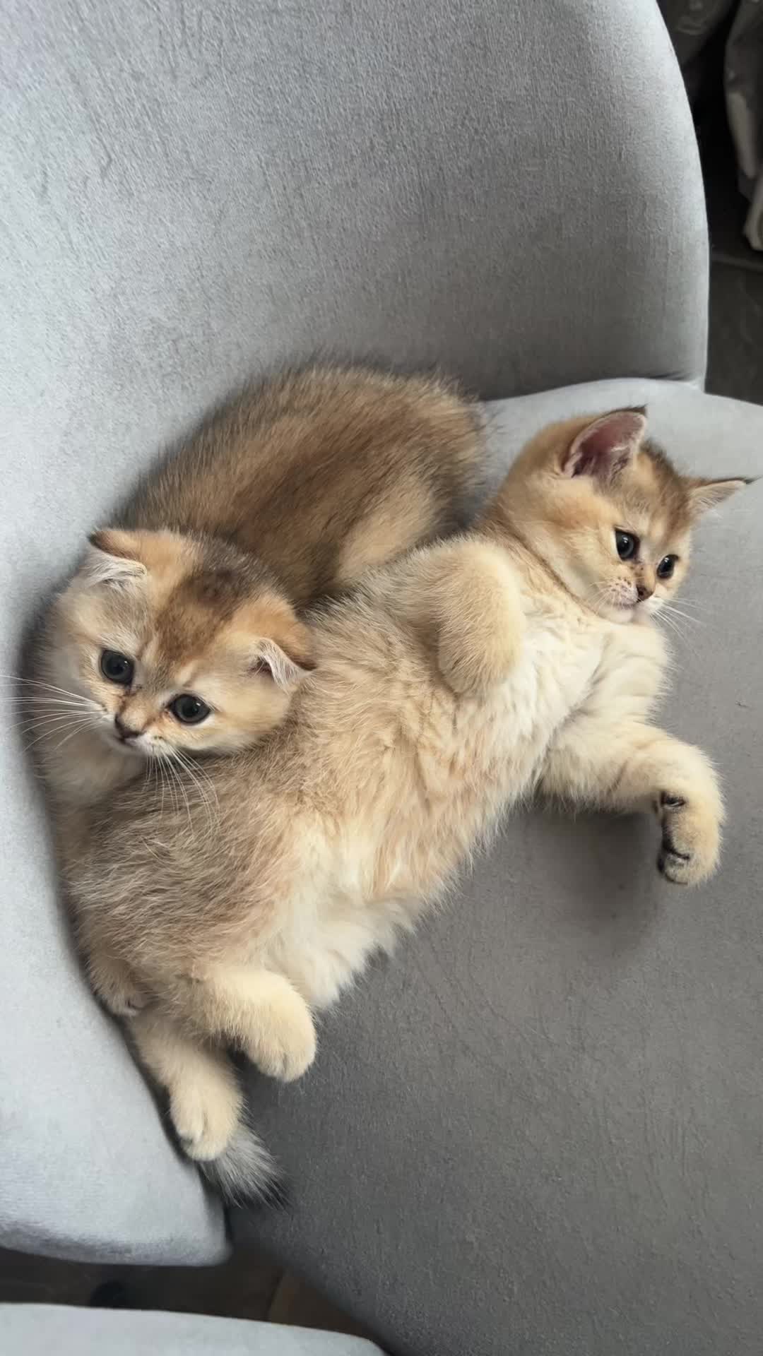 @🐈