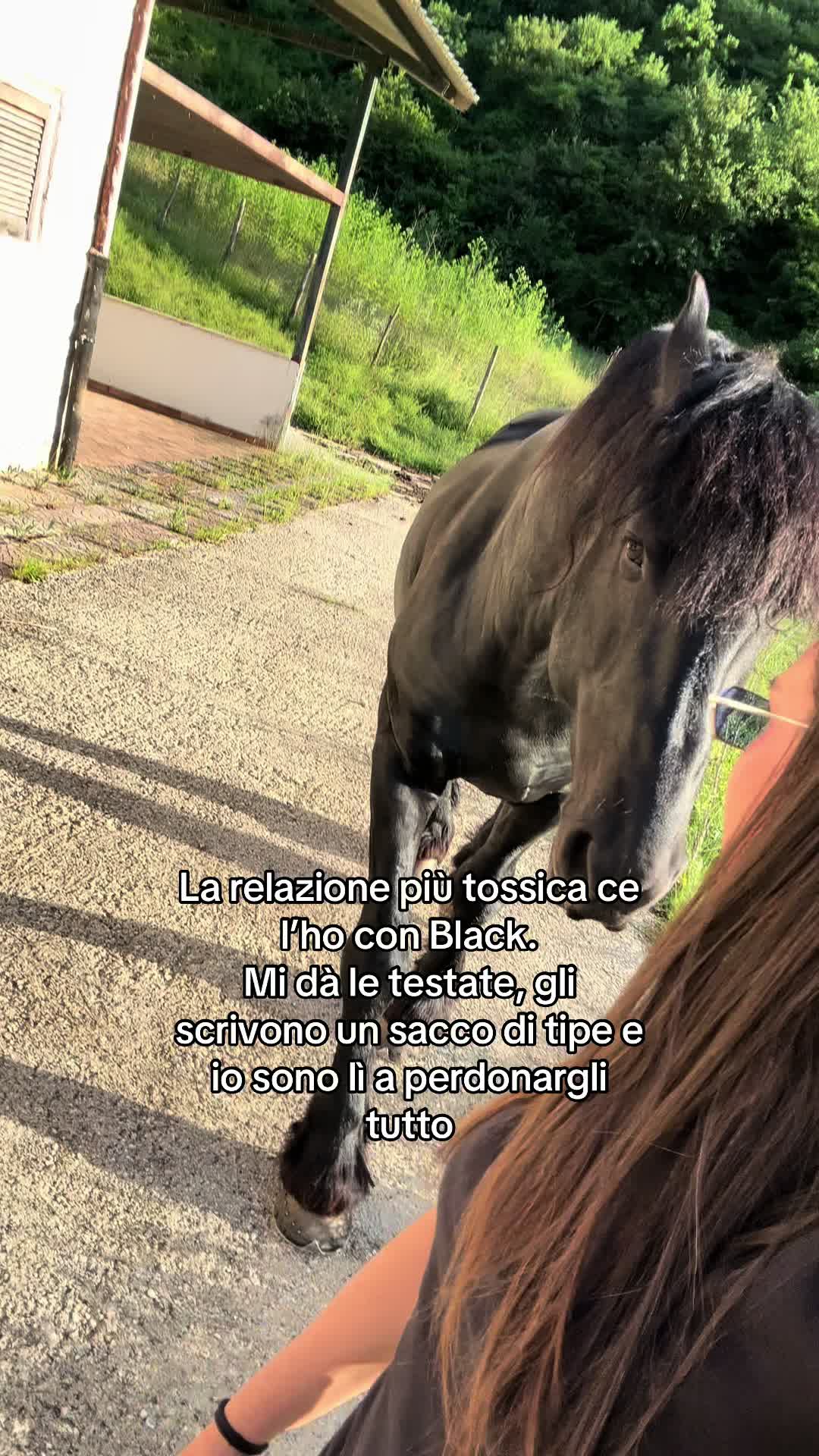 @black_the_friesian