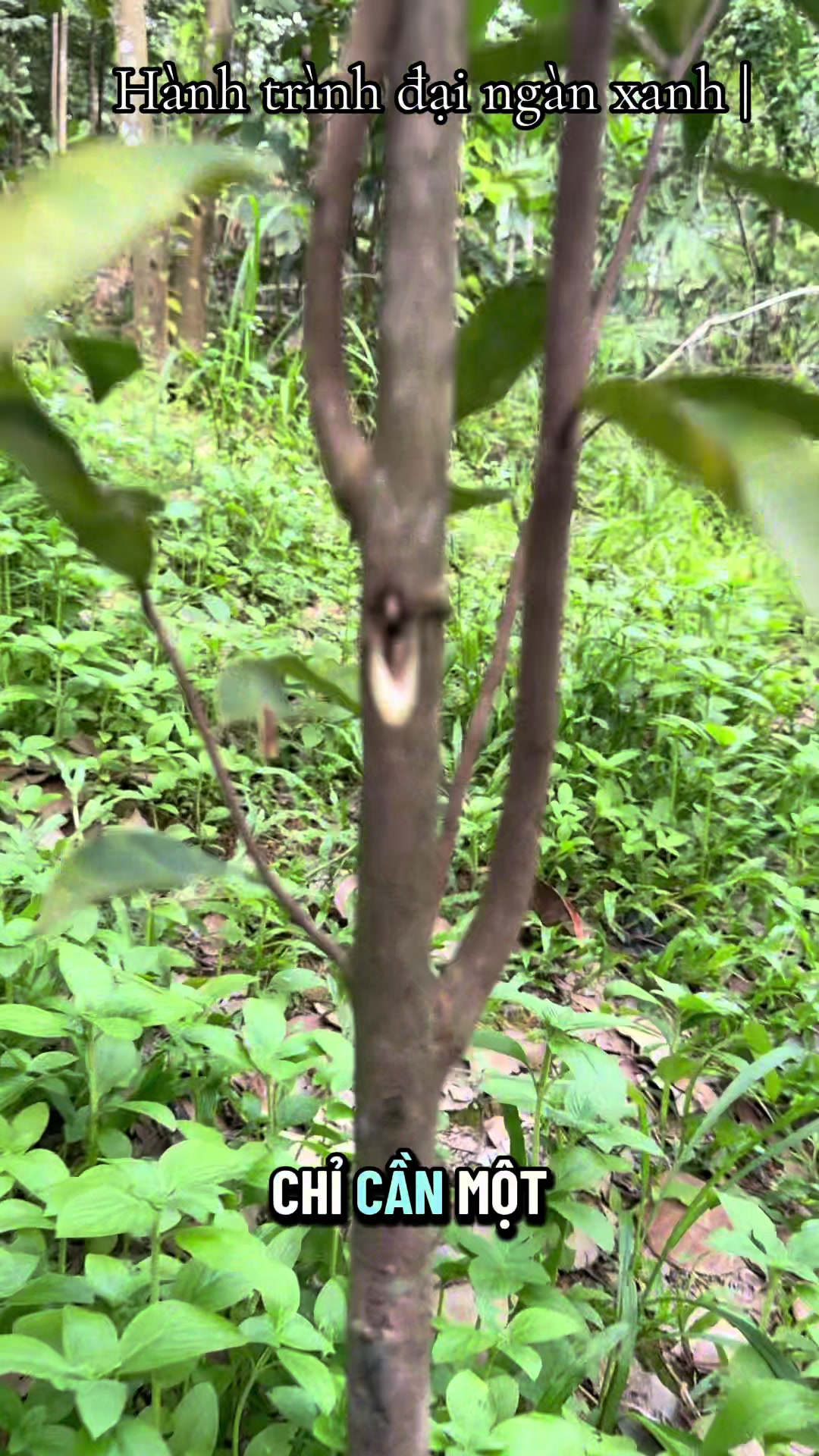 @D&oacute; Đen Việt !