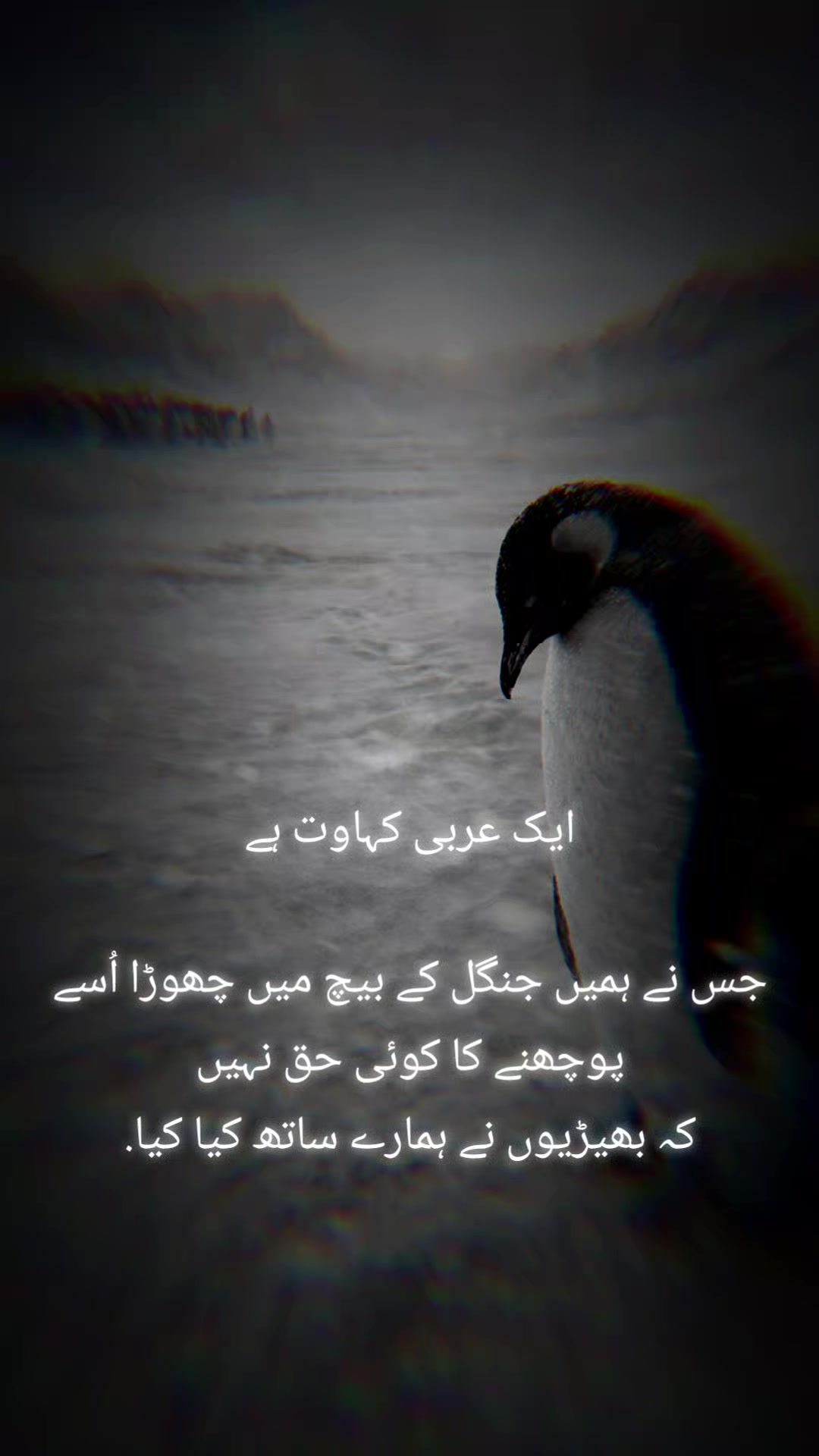 @faisal.siddqui125
