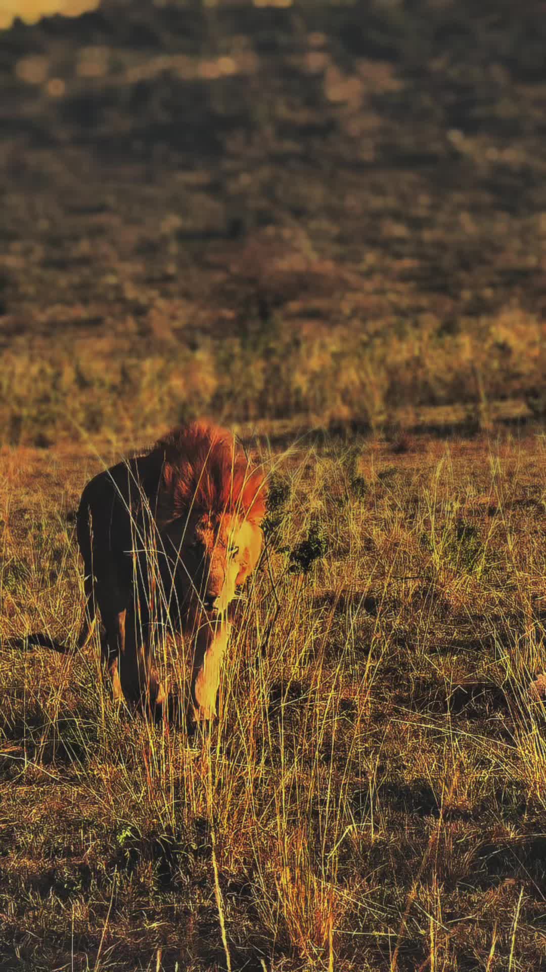 @lion_world5