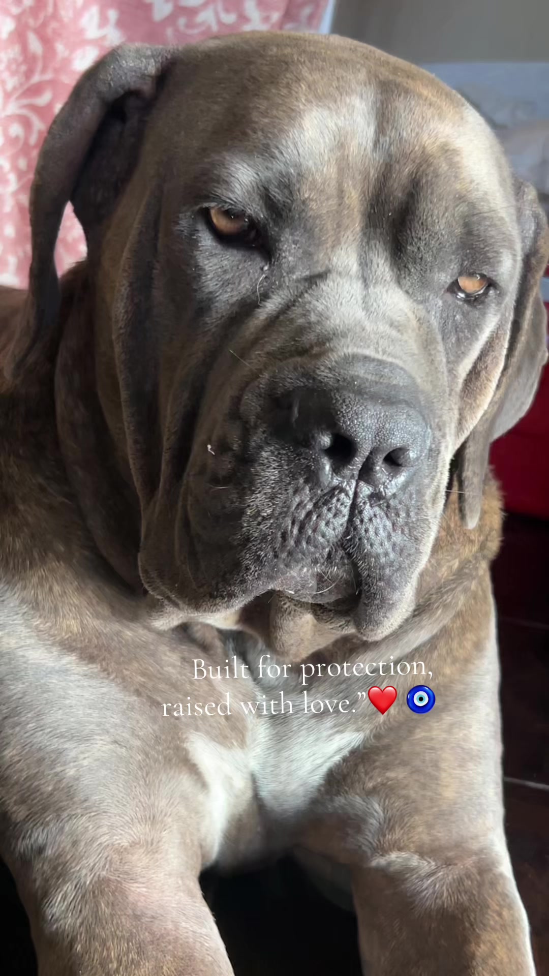 @Mafiacanecorso