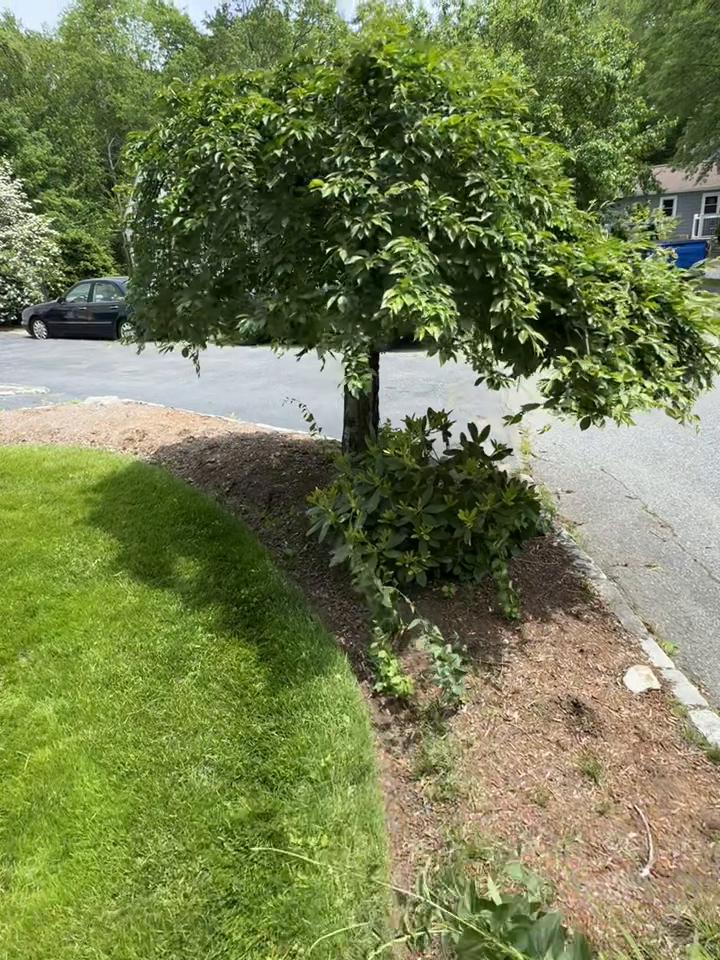 @Prestige landscaping ☘️🍃