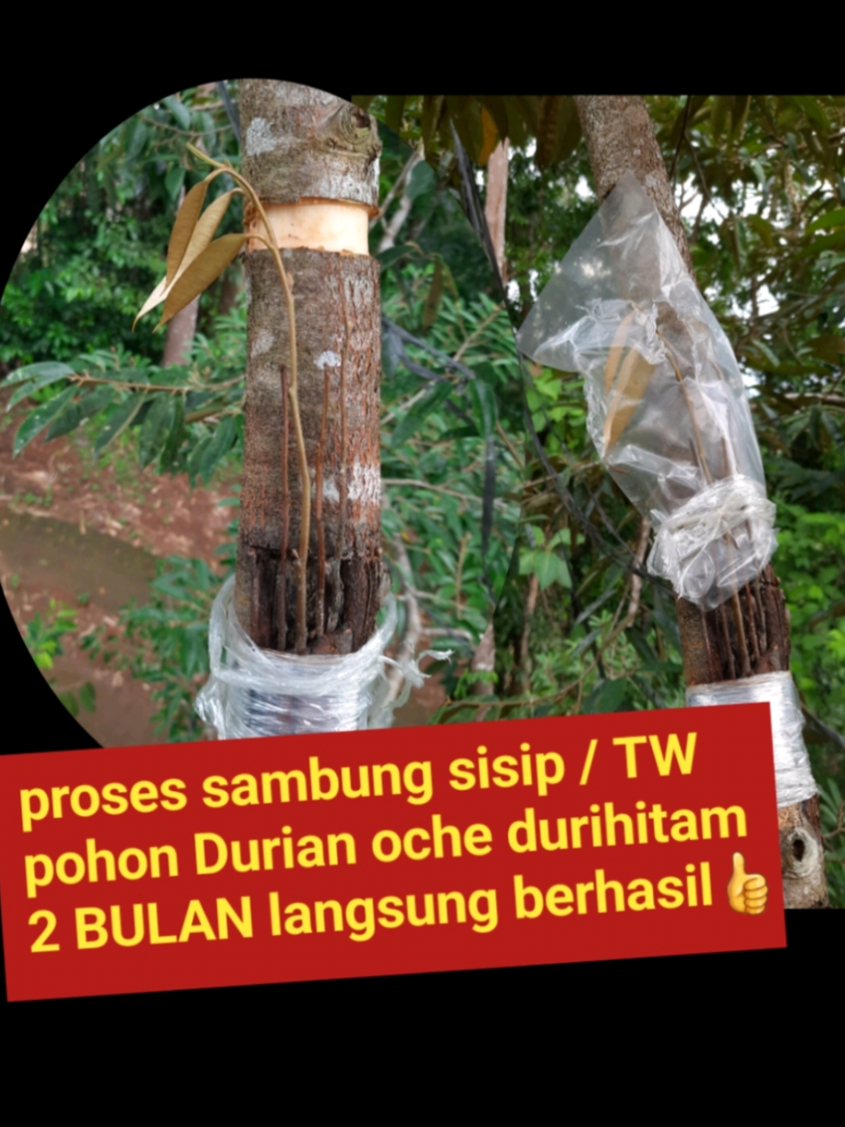 @embunpagi20