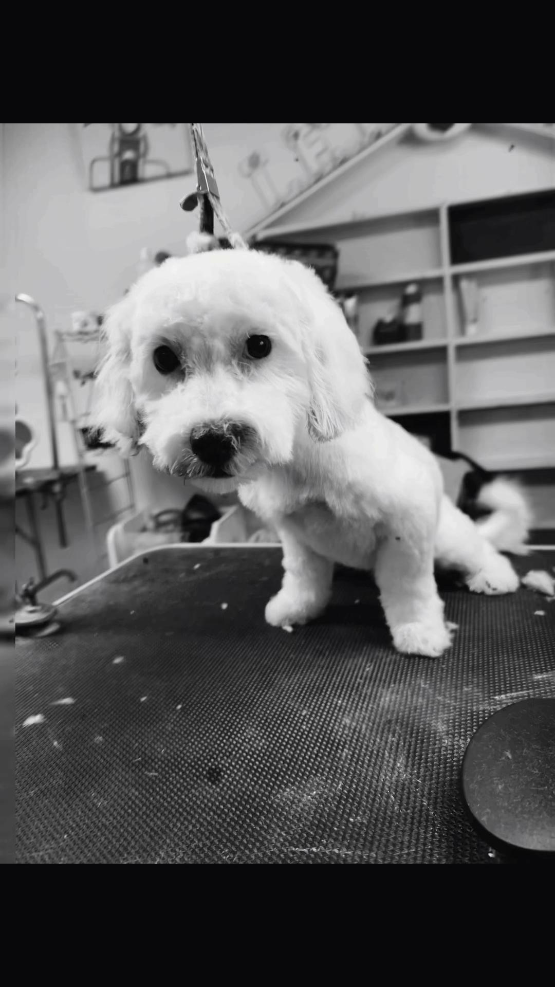 @Doggie Dog World