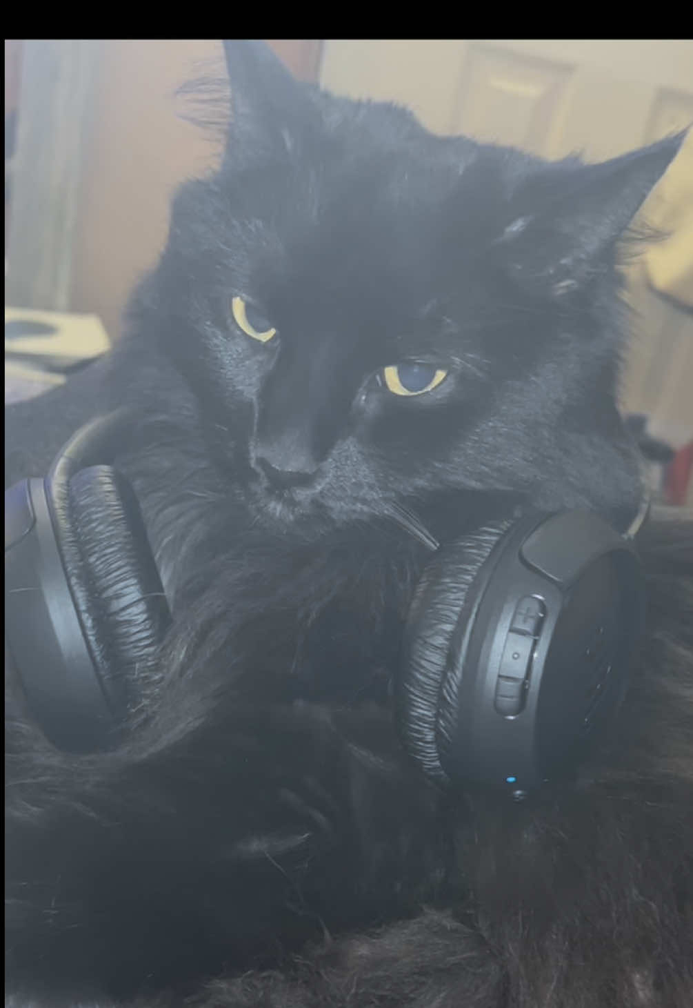 @NICO NATION 🐈⬛