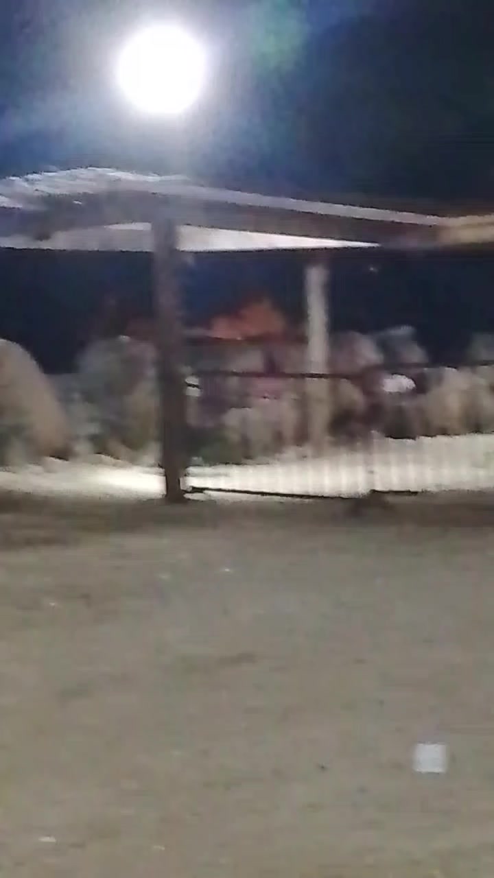 @himra américain🇺🇸