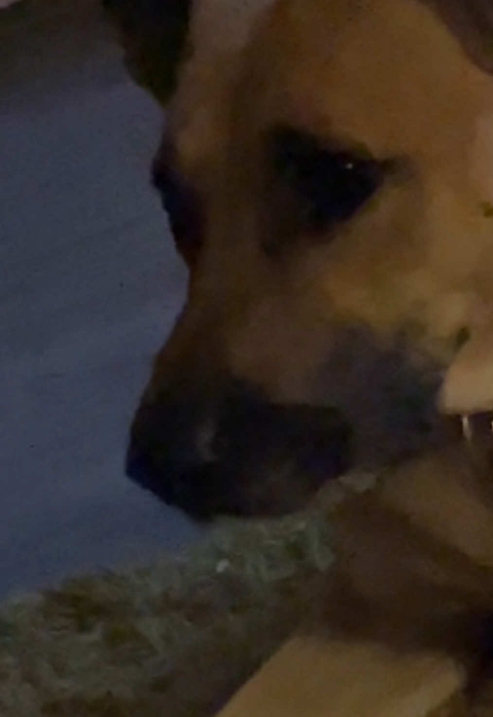 @Roxie the Dog🩷🐶🐾