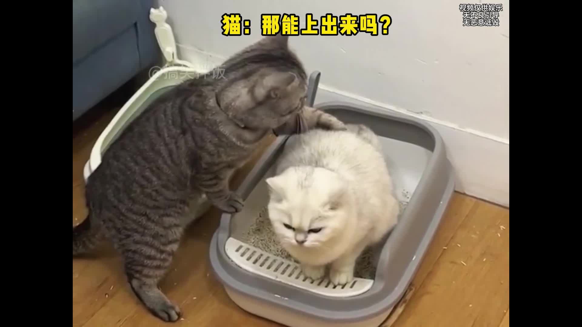 @chaobao0254