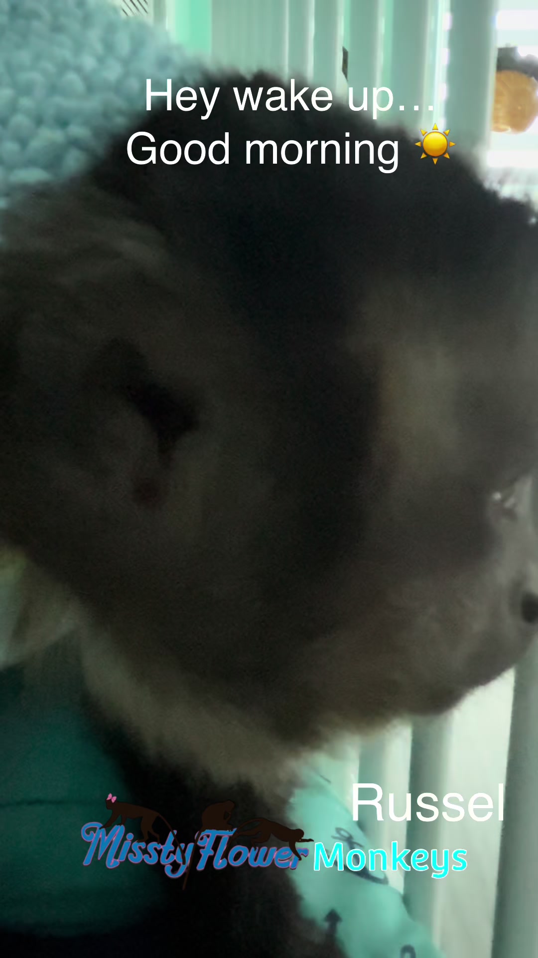 @MisstyFlower Monkeys