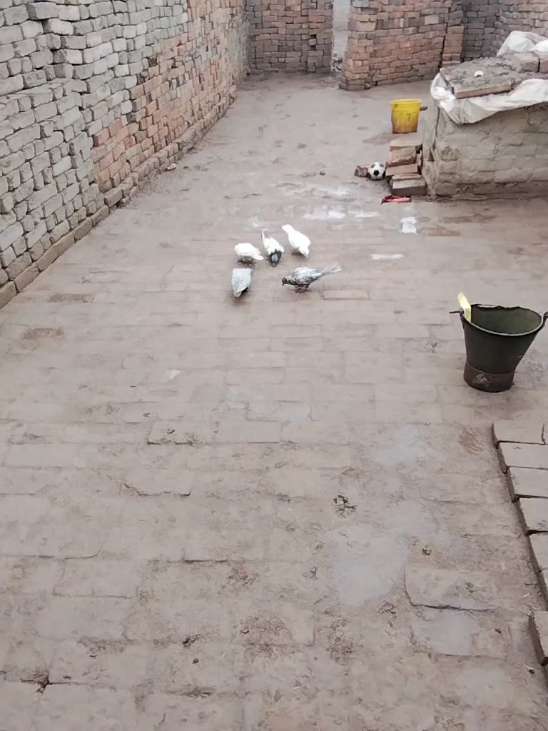 @03209598814