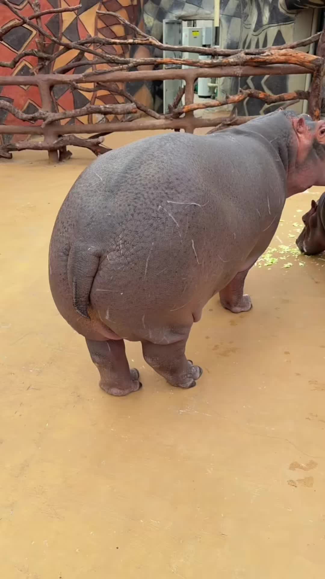 @Hippo