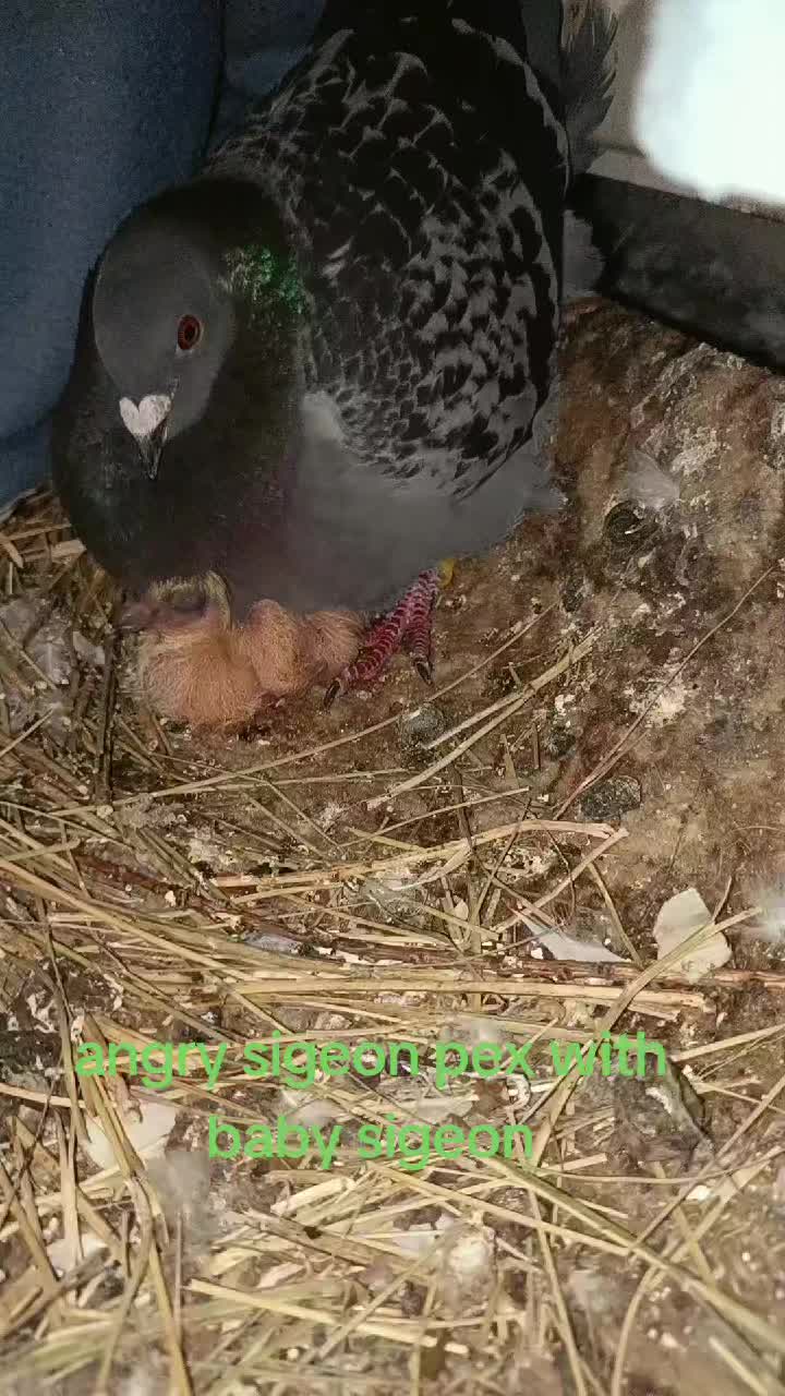 @Pigeon_which_unusual3