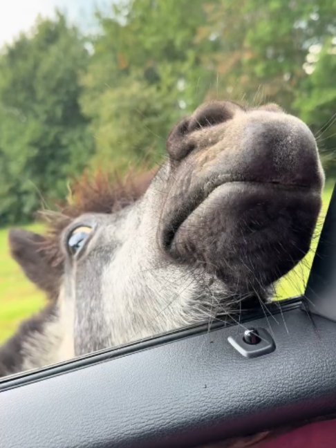 @Horses TikTok