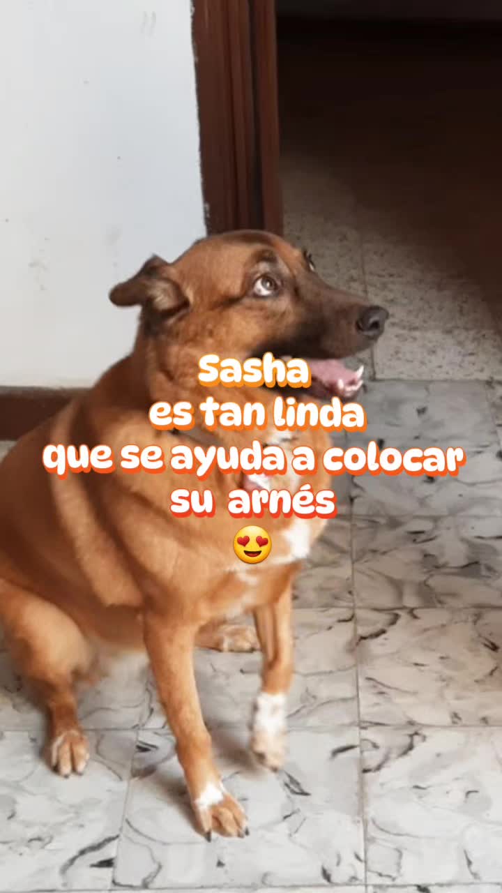 @Pasión Animal Tv