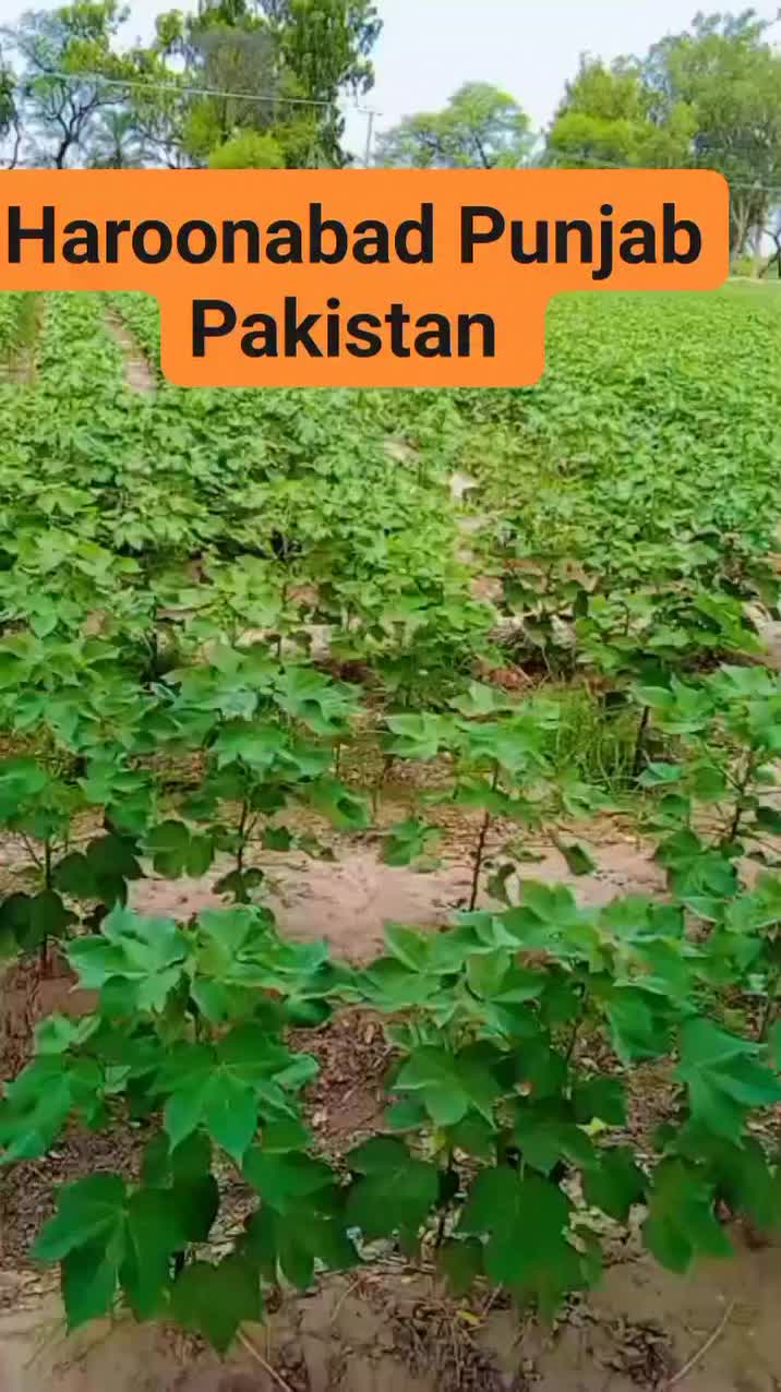 @ARAIN SHEHZADA 440