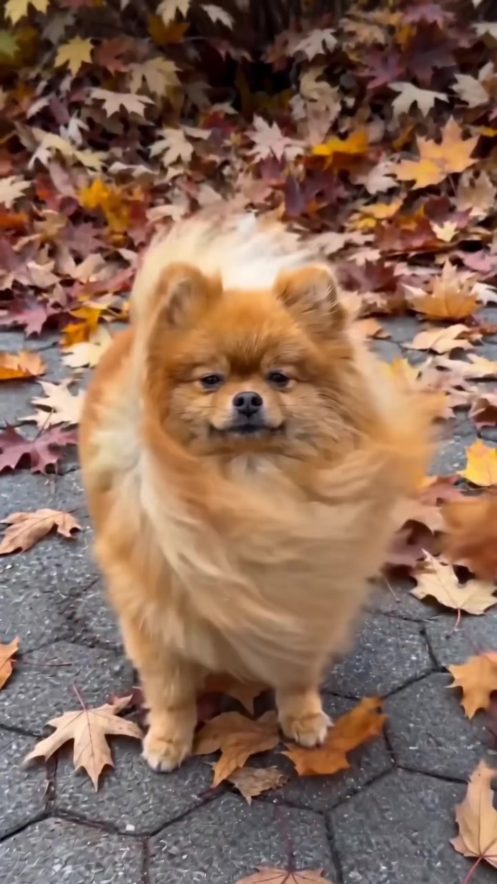 @Gangsterspitz