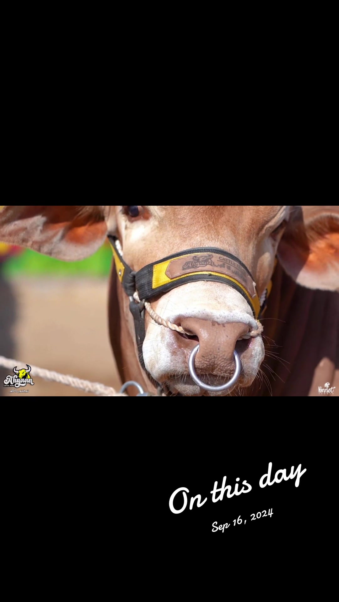 @Ahyaan cattle farm
