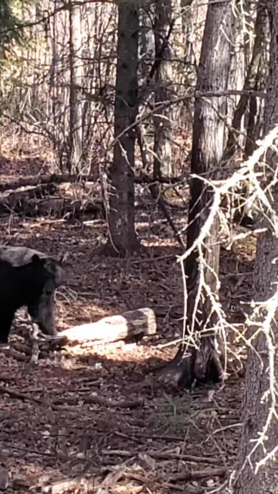 @ddwildhunts