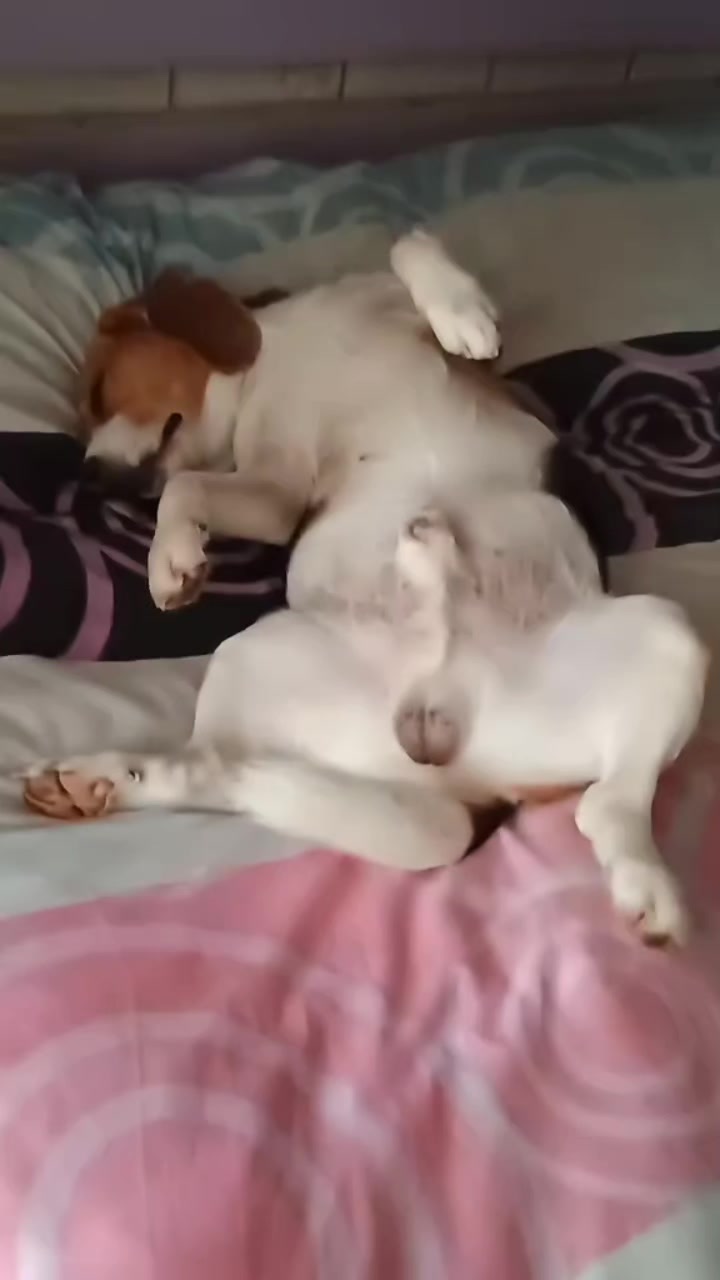 @Бигль Сэм и его семья.