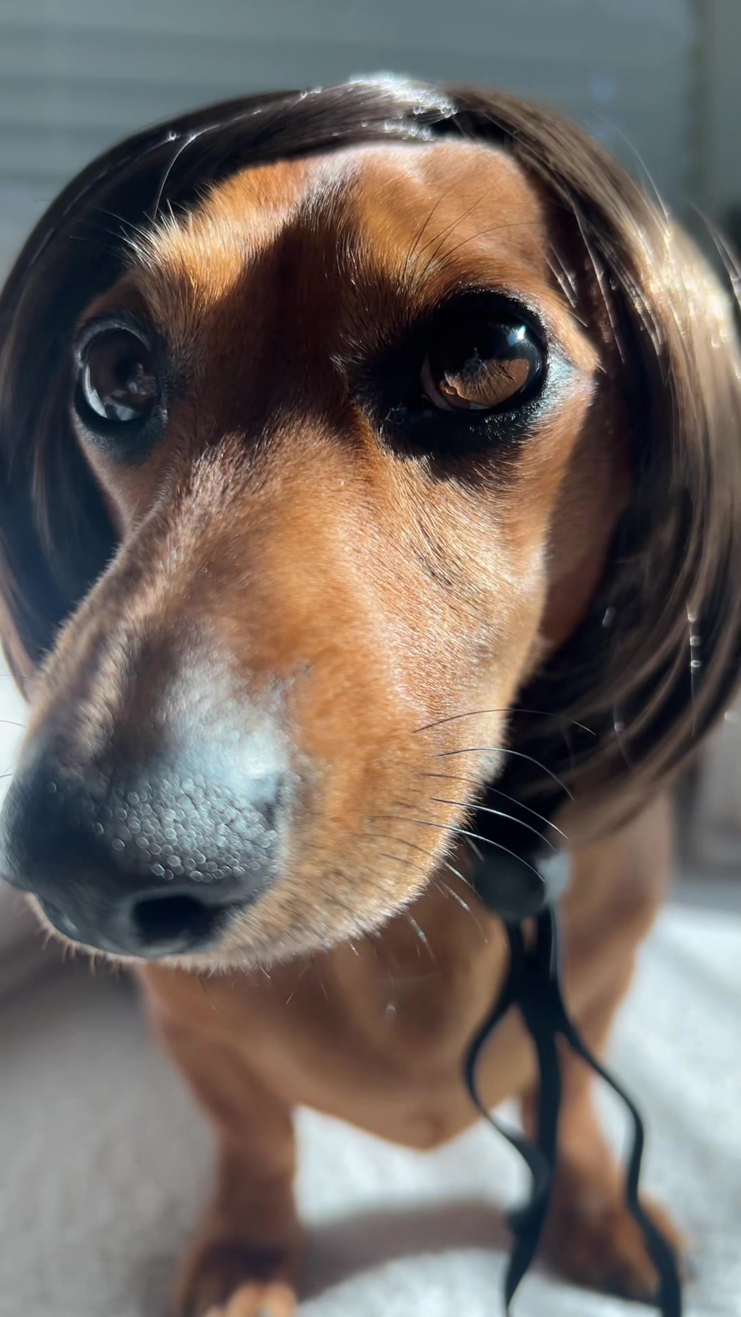 @Slinky Severus-Doo