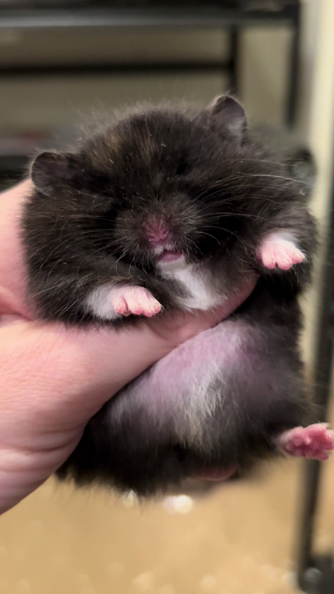 @Poppy Bee Hamstery