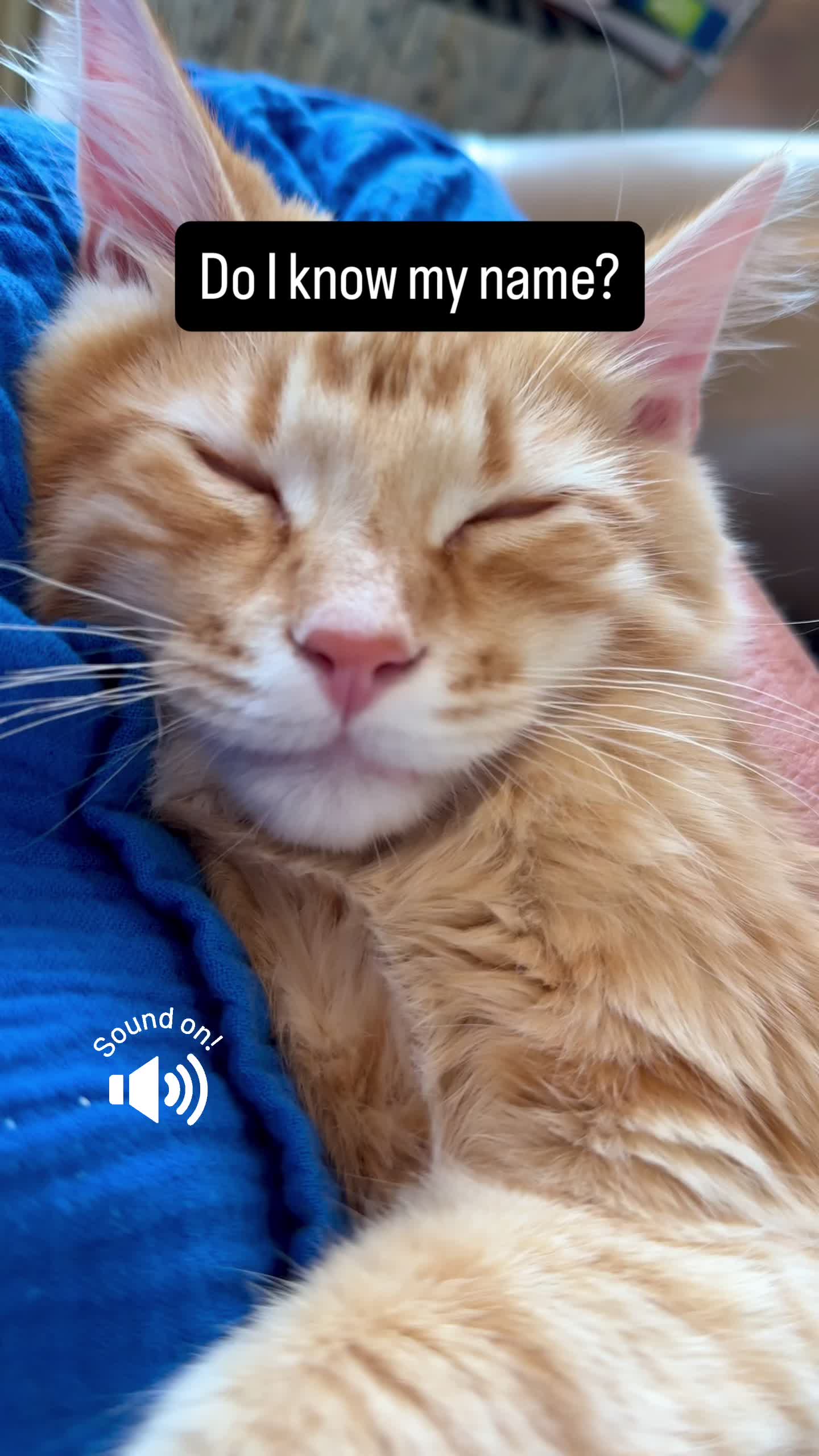 @Winnie: Maine Coon Kitty