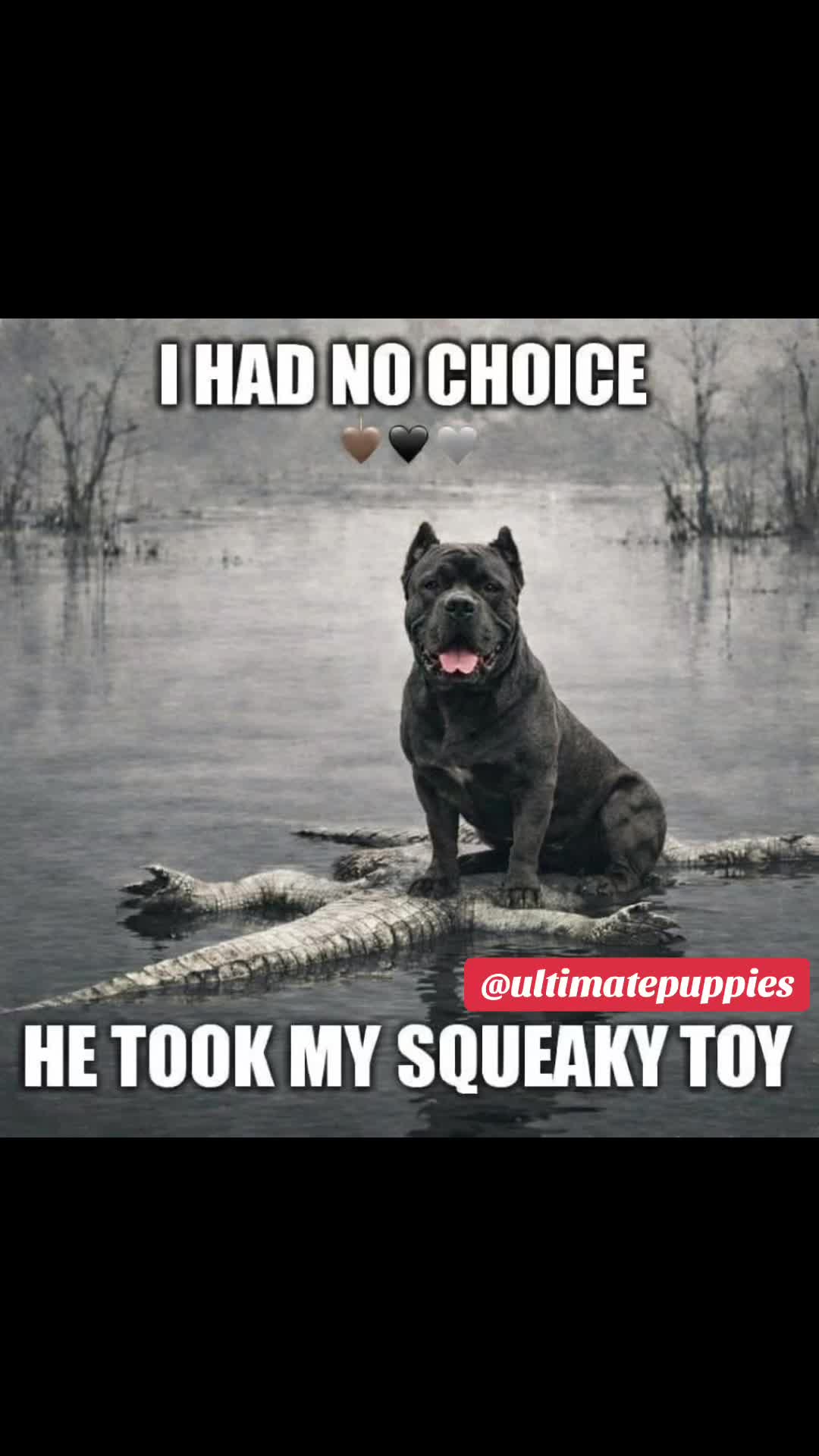@Ultimate Puppies