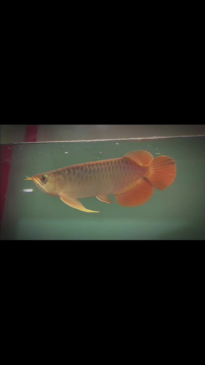 @網上動物