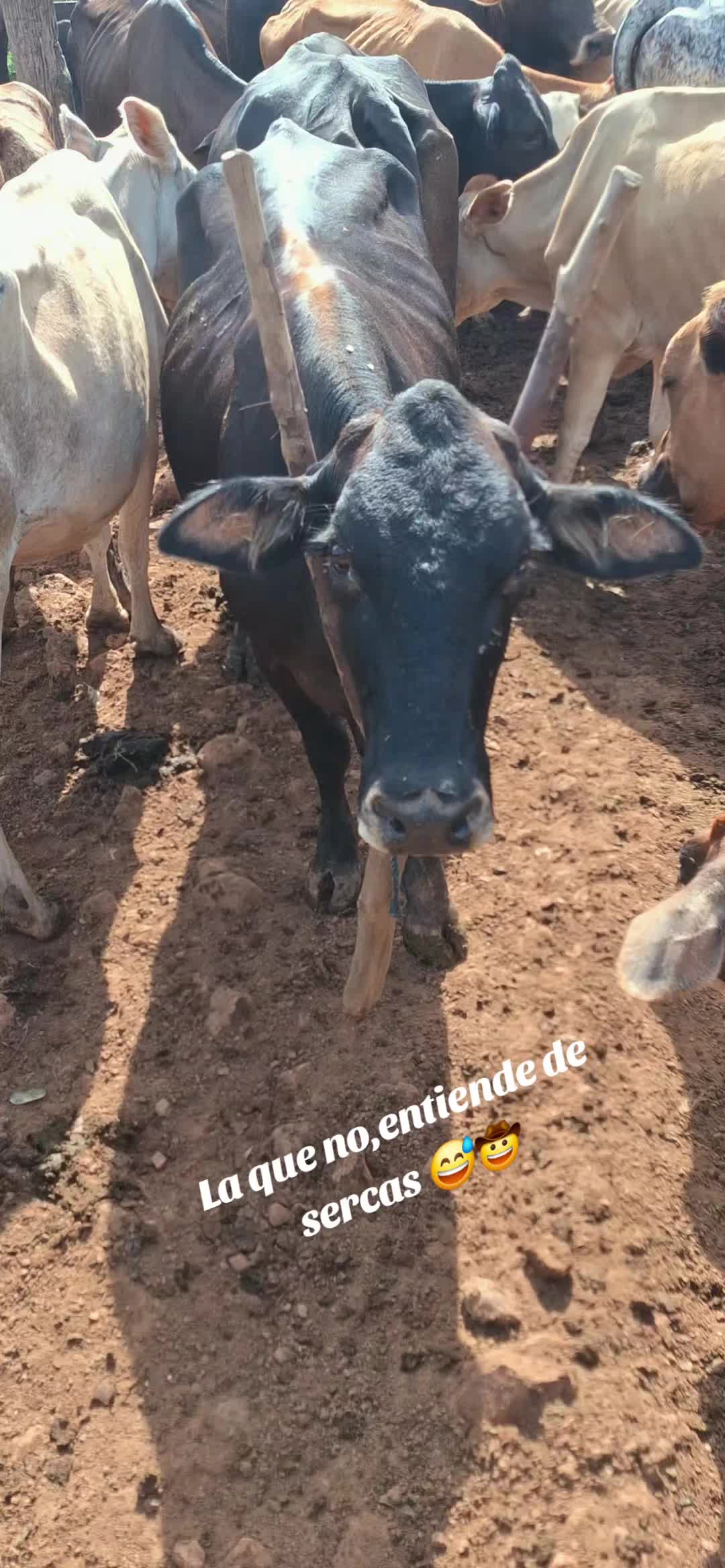 @Řobleto+🐄/Rancho (🐎)+🤠