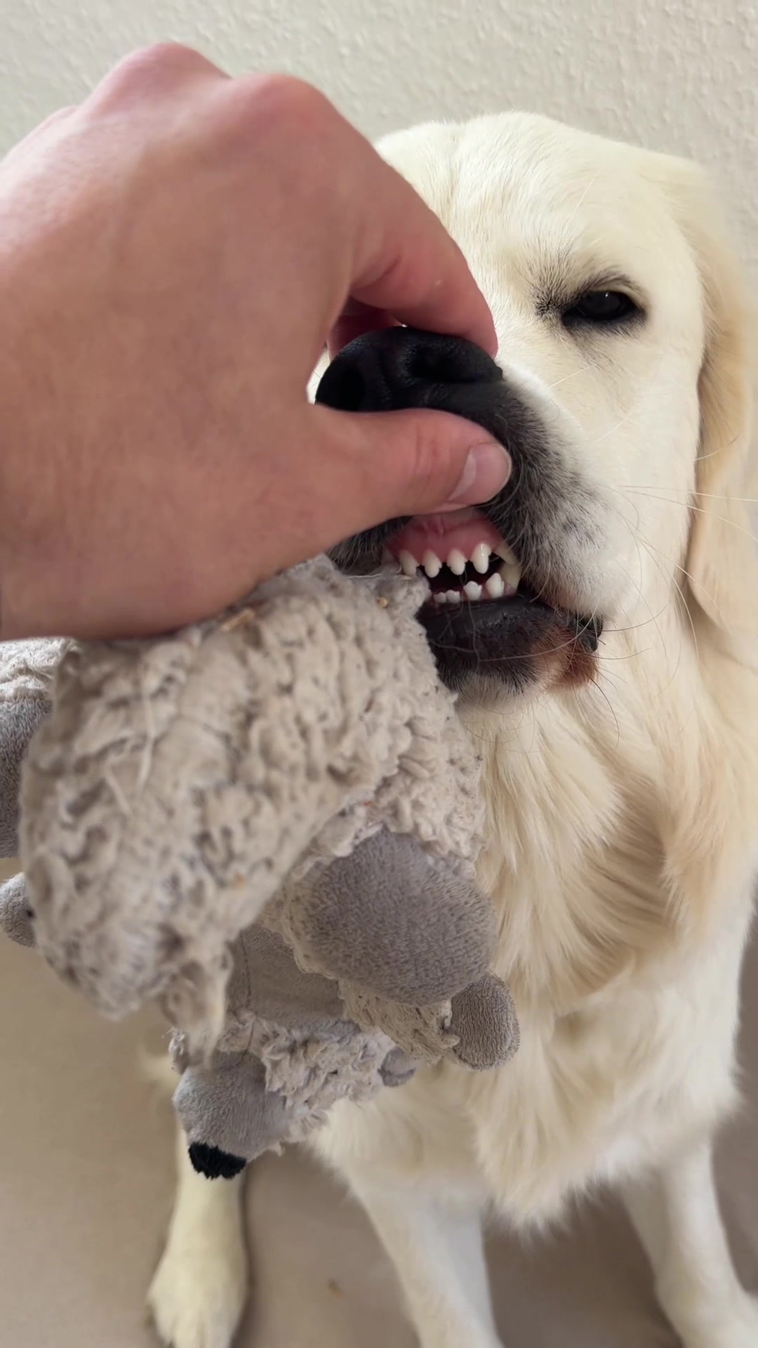 @Miss Ellie The Golden 🤍
