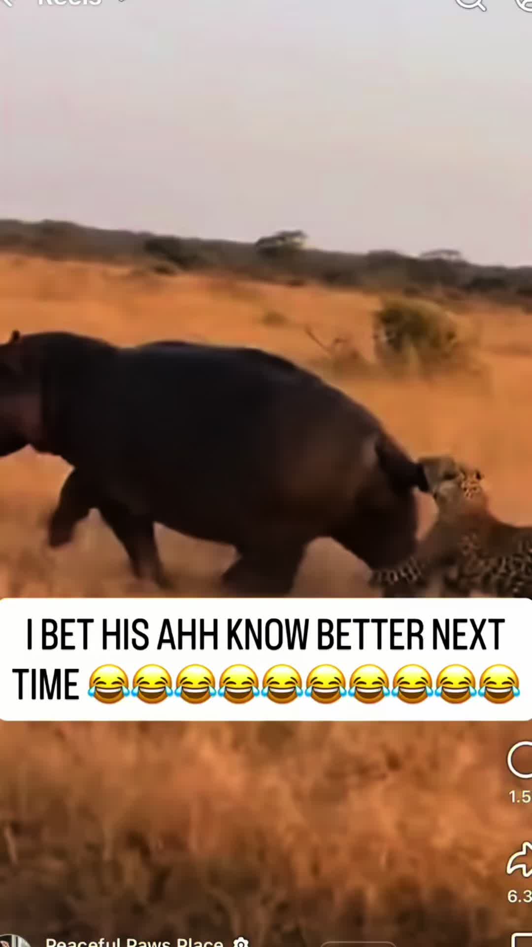 @thekingshlo