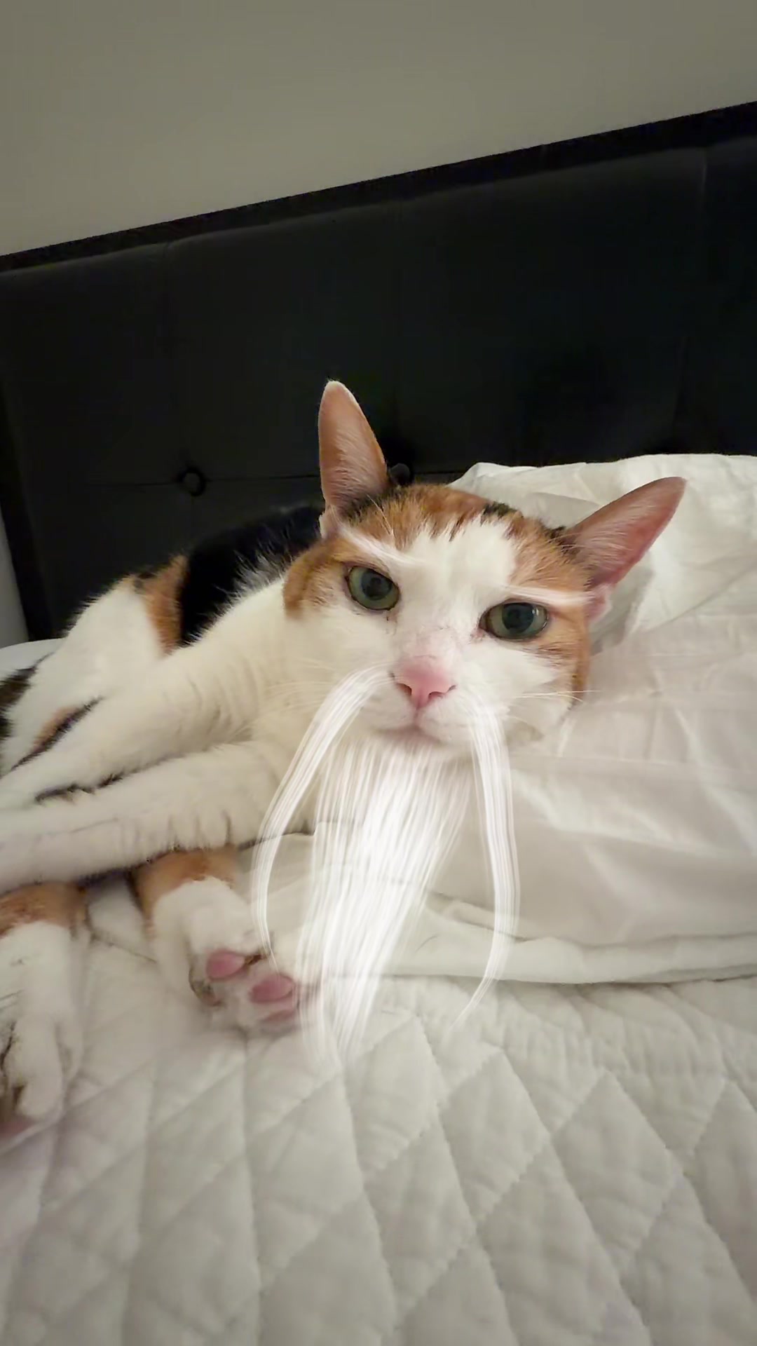 @Miyopet