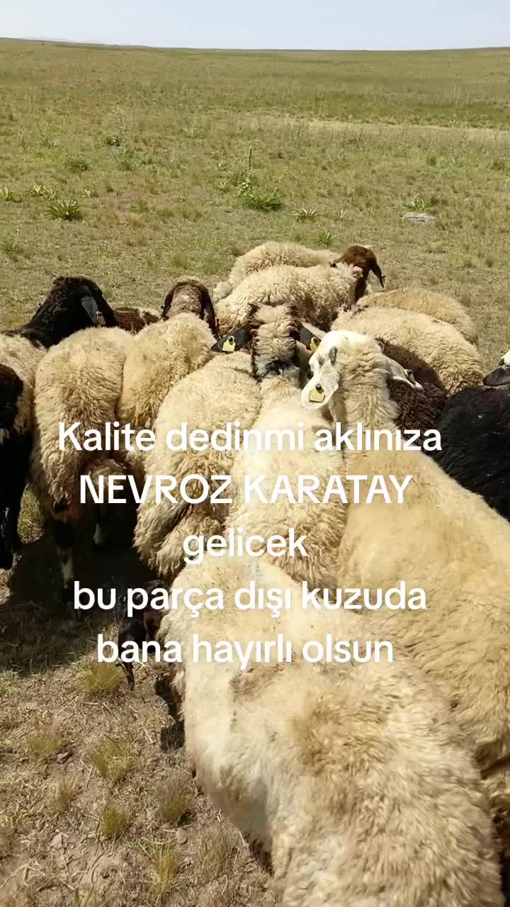 @NEVROZ KARATAY