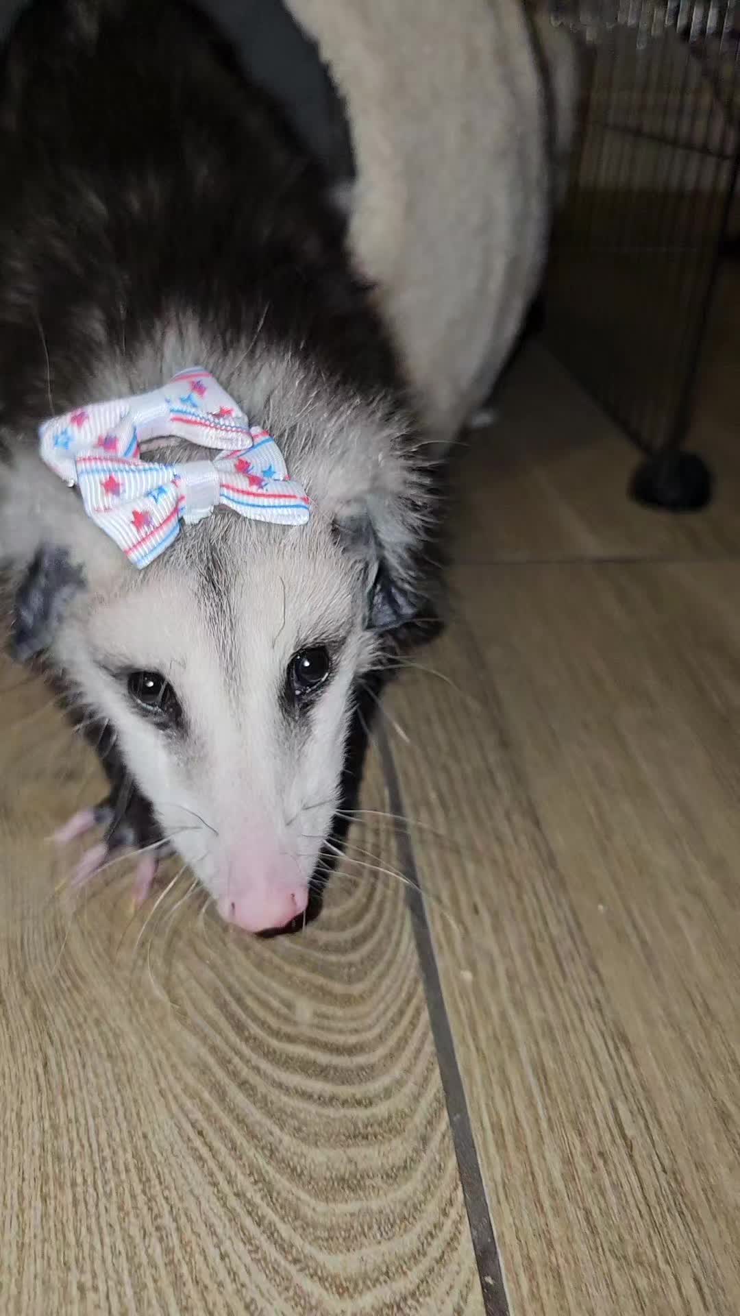 @OPOSSUMDAWGMOM
