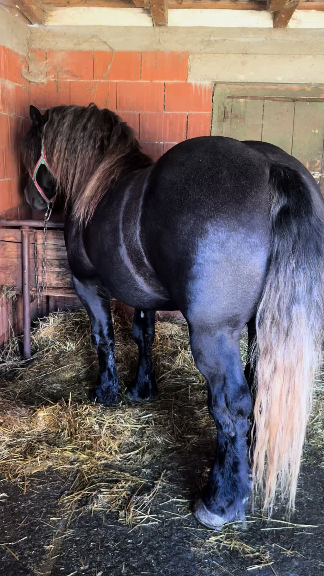 @🐴Spartanu🐴