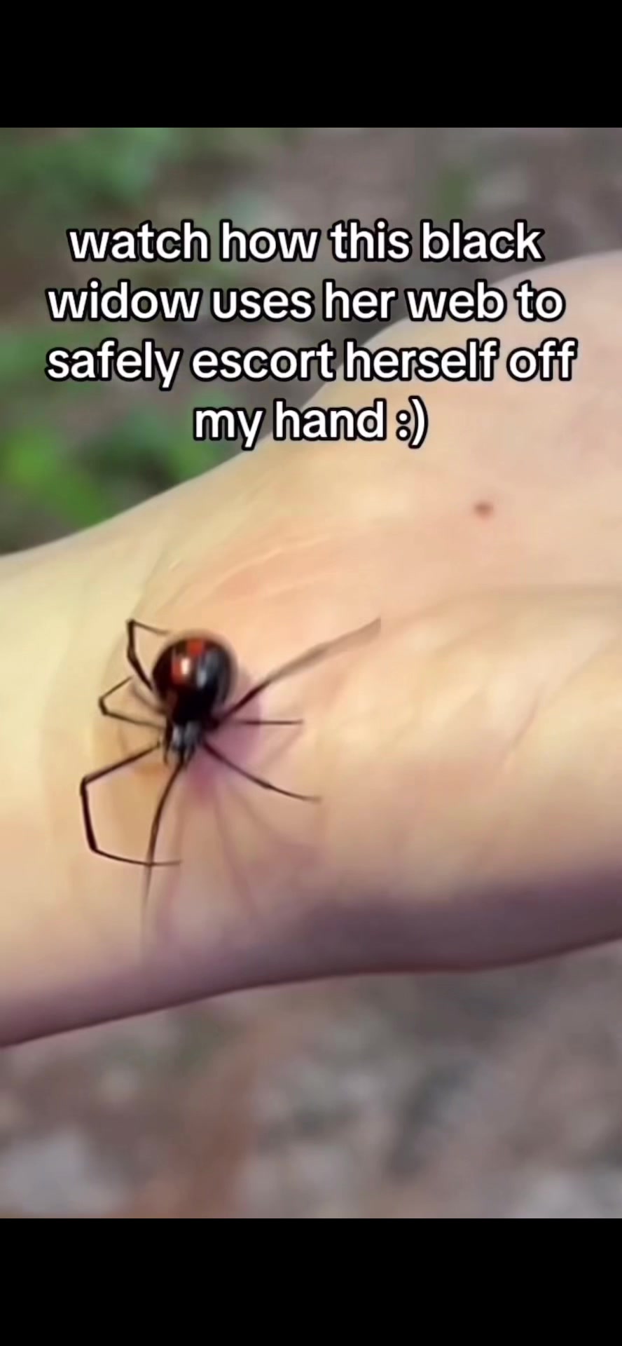 @laz 🕷️