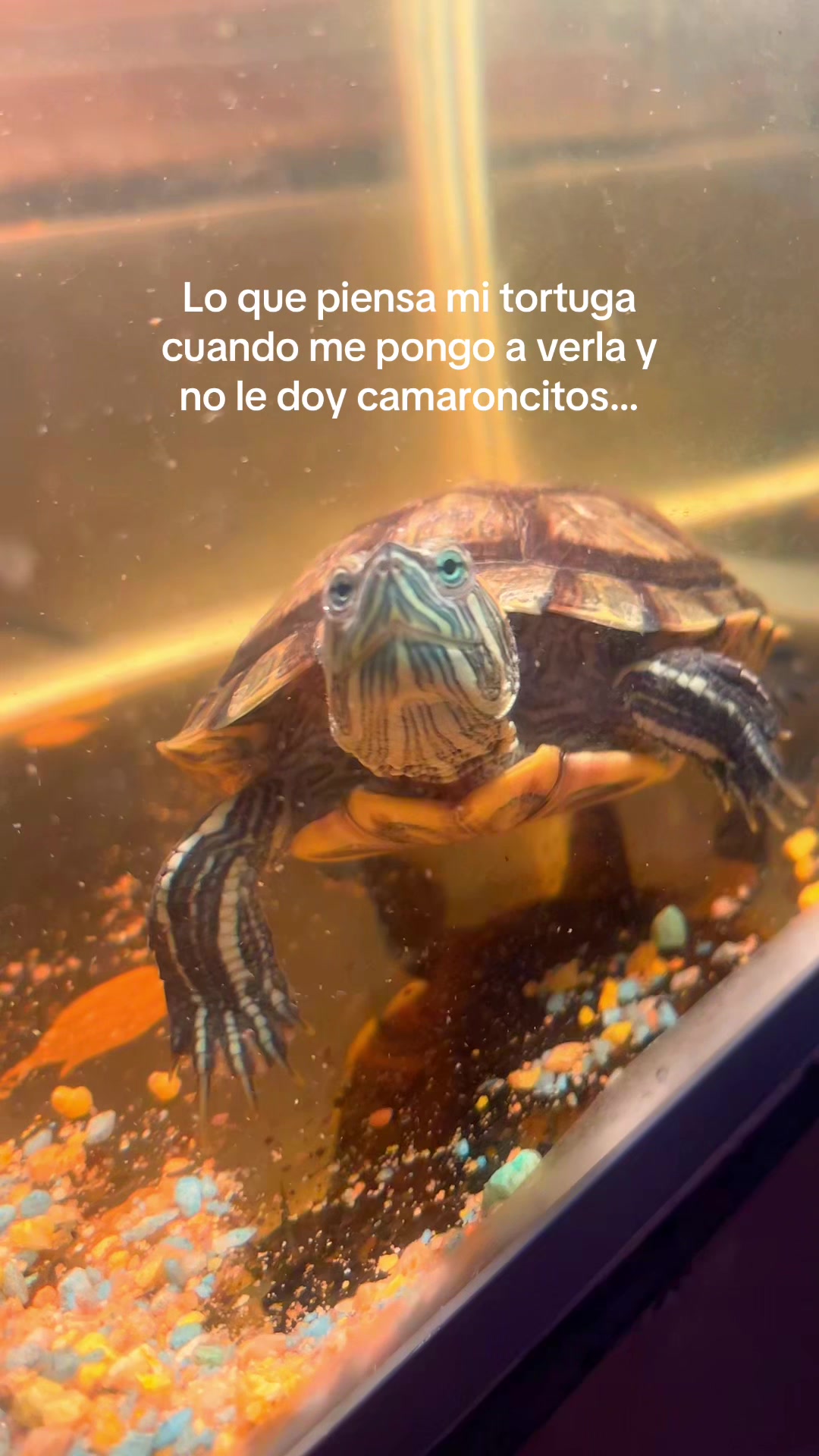 @bluebaobaoo