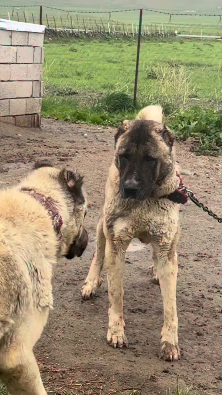 @Fırat yalçın Sevgi