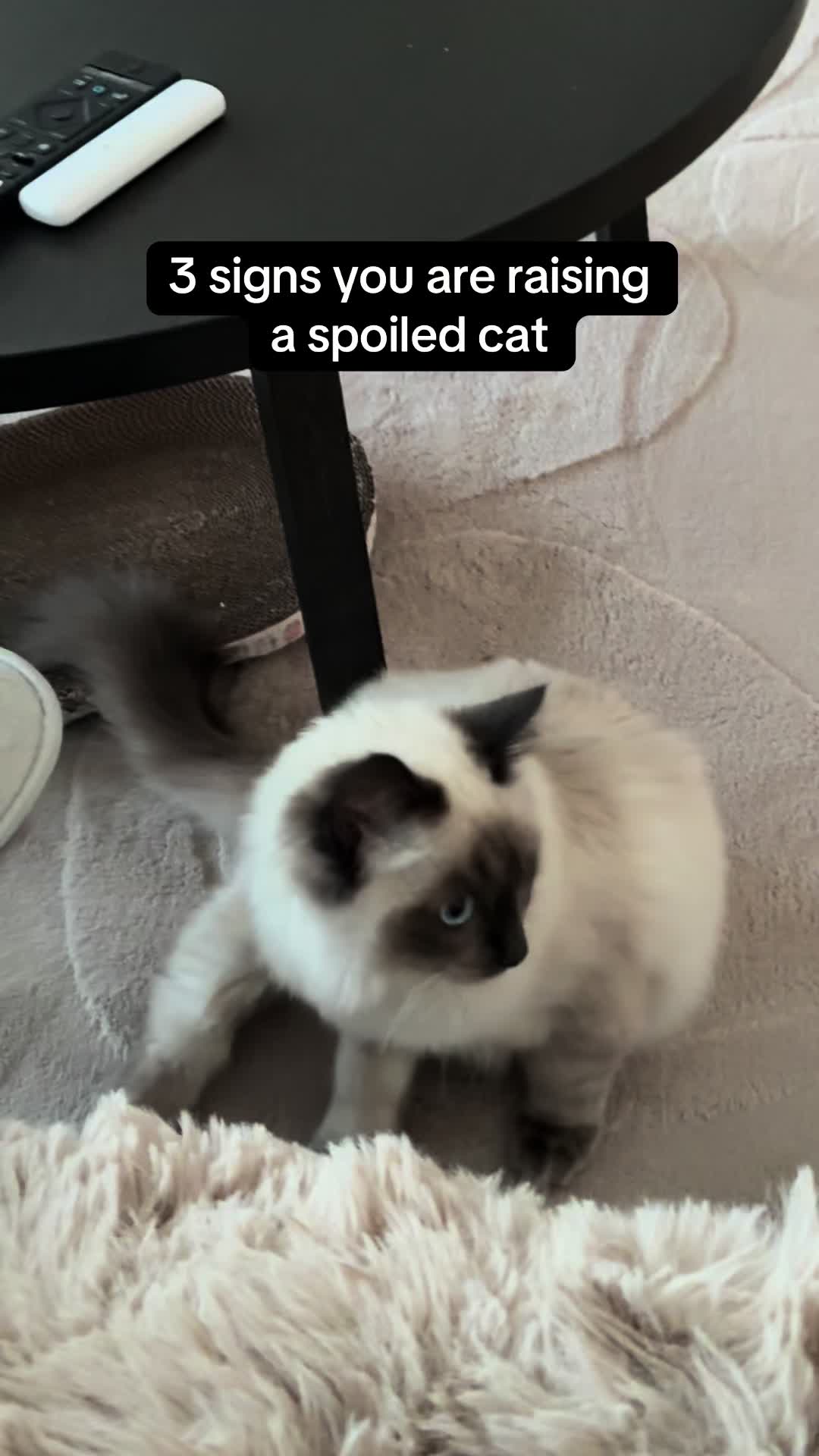 @Amadeus the ragdoll
