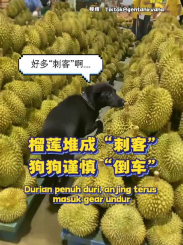 @中国报