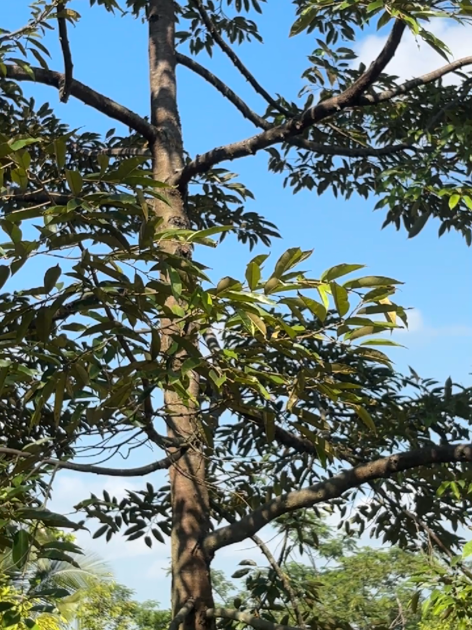 @𝑮𝑶𝑵 𝑫𝑼𝑹𝑰𝑨𝑵 𝑭𝑨𝑹𝑴
