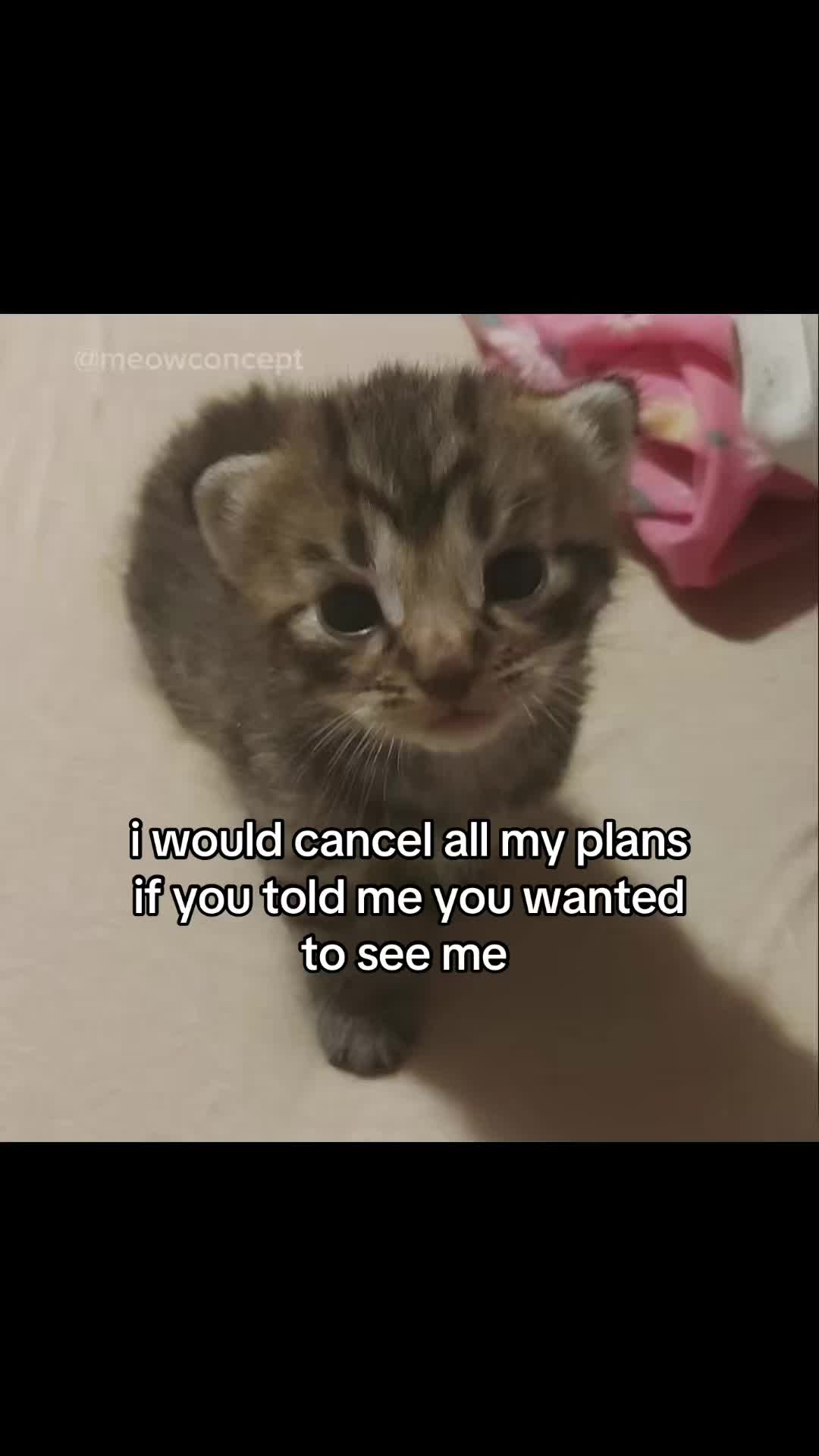 @meowconcept