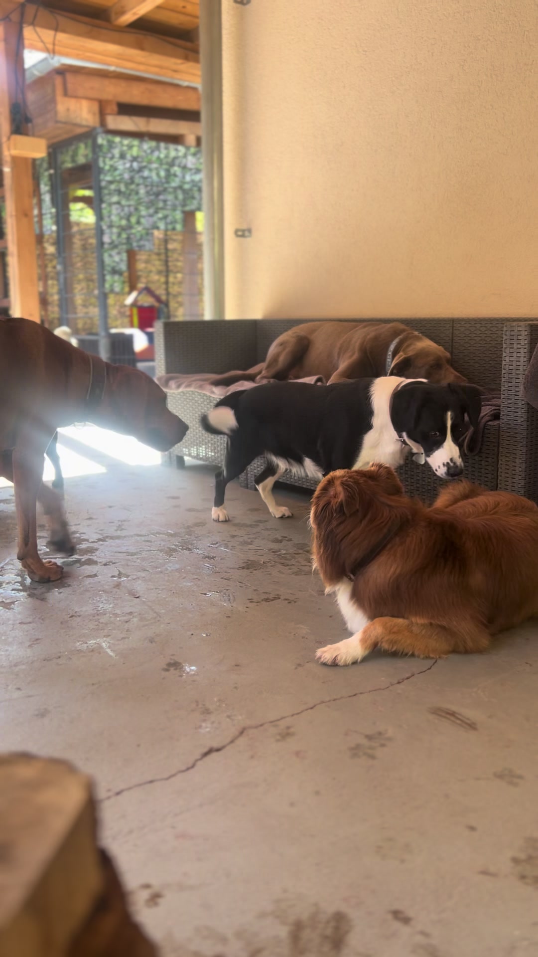 @Hunde- und Katzenpension