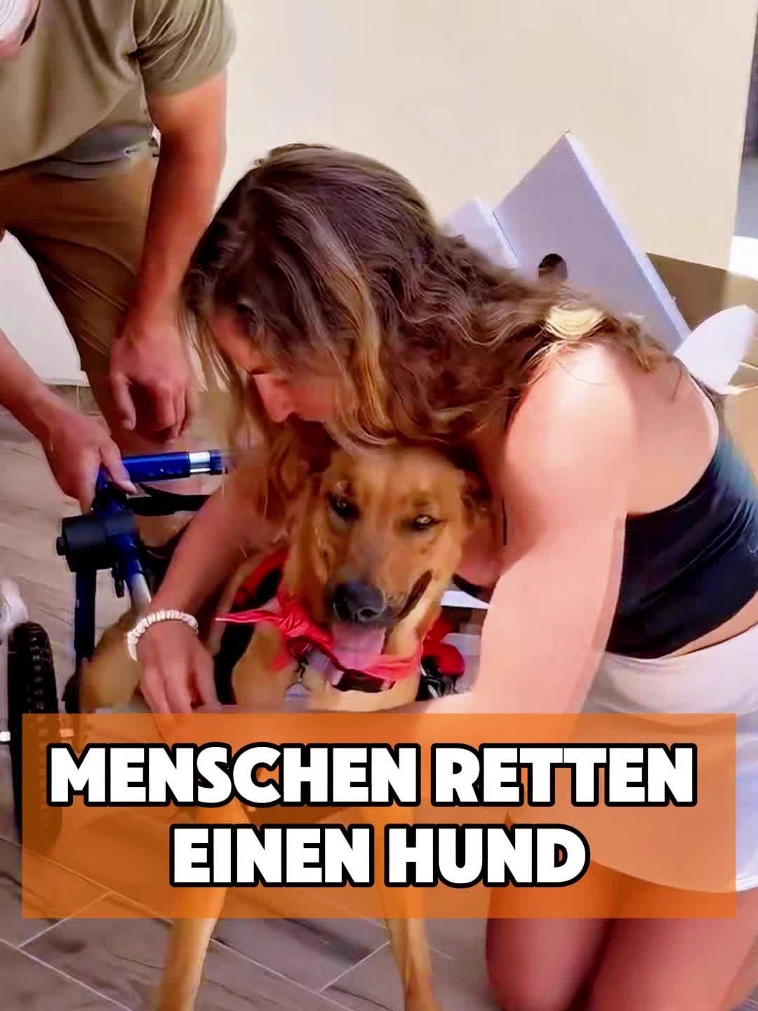@toto_tier